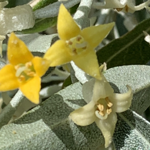 Photographie n°2527620 du taxon Elaeagnus angustifolia L. [1753]