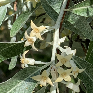 Photographie n°2527621 du taxon Elaeagnus angustifolia L. [1753]