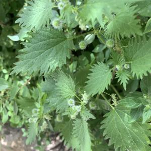 Photographie n°2527625 du taxon Urtica pilulifera L. [1753]