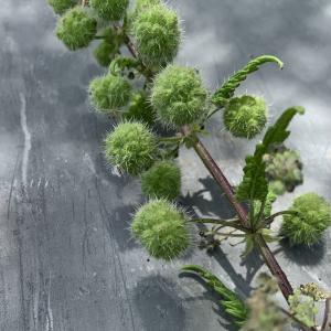 Photographie n°2527629 du taxon Urtica pilulifera L. [1753]