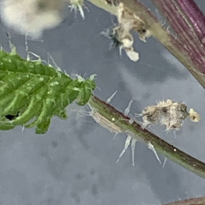 Photographie n°2527630 du taxon Urtica pilulifera L. [1753]