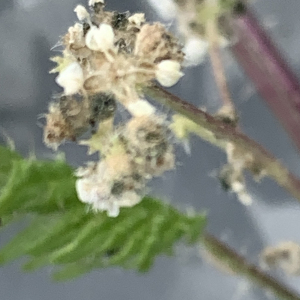 Photographie n°2527631 du taxon Urtica pilulifera L. [1753]