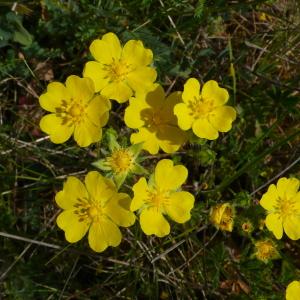 Photographie n°2527646 du taxon Potentilla hirta L. [1753]