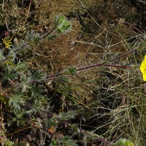 Photographie n°2527648 du taxon Potentilla hirta L. [1753]