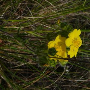 Photographie n°2527649 du taxon Potentilla hirta L. [1753]