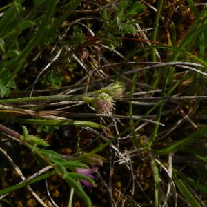 Photographie n°2527653 du taxon Onobrychis caput-galli (L.) Lam. [1779]