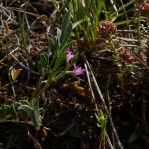 Photographie n°2527655 du taxon Onobrychis caput-galli (L.) Lam. [1779]