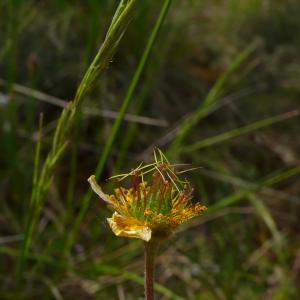 Photographie n°2527663 du taxon Geum sylvaticum Pourr. [1788]