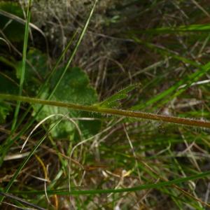 Photographie n°2527664 du taxon Geum sylvaticum Pourr. [1788]