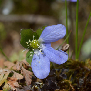 Photographie n°2527686 du taxon Anemone hepatica L. [1753]