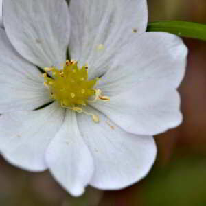 Photographie n°2527687 du taxon Anemone hepatica L. [1753]