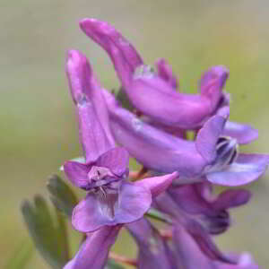 Photographie n°2527703 du taxon Corydalis solida (L.) Clairv. [1811]