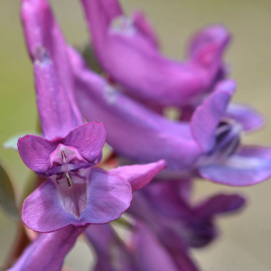 Photographie n°2527704 du taxon Corydalis solida (L.) Clairv. [1811]