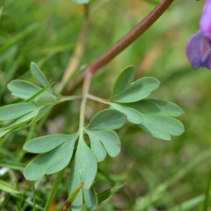 Photographie n°2527707 du taxon Corydalis solida (L.) Clairv. [1811]