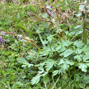 Photographie n°2527708 du taxon Corydalis solida (L.) Clairv. [1811]