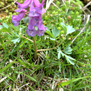 Photographie n°2527709 du taxon Corydalis solida (L.) Clairv. [1811]