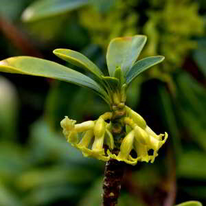 Photographie n°2527712 du taxon Daphne laureola L. [1753]