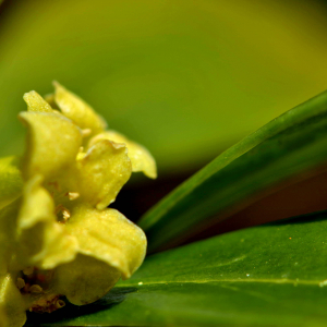 Photographie n°2527713 du taxon Daphne laureola L. [1753]