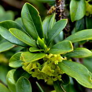 Photographie n°2527716 du taxon Daphne laureola L. [1753]