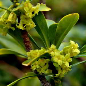 Photographie n°2527718 du taxon Daphne laureola L. [1753]