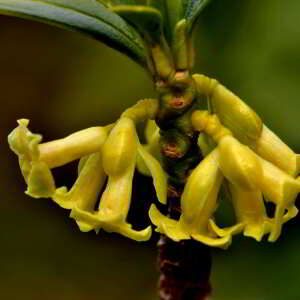 Photographie n°2527719 du taxon Daphne laureola L. [1753]