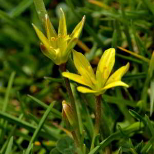 Photographie n°2527723 du taxon Gagea fragifera (Vill.) E.Bayer & G.López [1989]