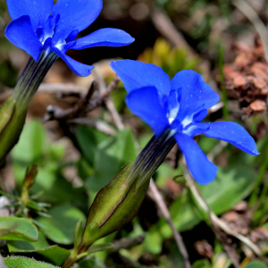 Photographie n°2527724 du taxon Gentiana verna L. [1753]