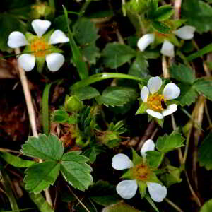 Photographie n°2527732 du taxon Potentilla sterilis (L.) Garcke [1856]