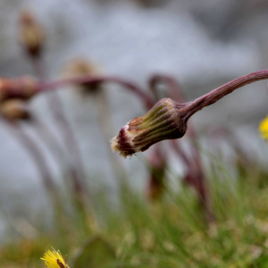 Photographie n°2527744 du taxon Tussilago farfara L. [1753]