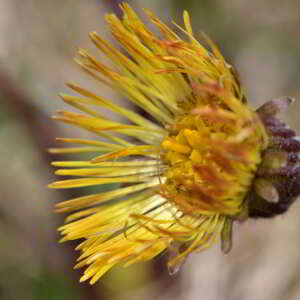 Photographie n°2527747 du taxon Tussilago farfara L. [1753]