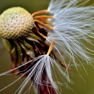 Photographie n°2527753 du taxon Tussilago farfara L. [1753]