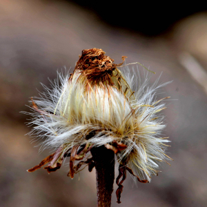 Photographie n°2527754 du taxon Tussilago farfara L. [1753]