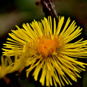 Photographie n°2527755 du taxon Tussilago farfara L. [1753]