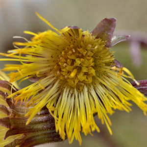 Photographie n°2527759 du taxon Tussilago farfara L. [1753]