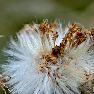 Photographie n°2527766 du taxon Tussilago farfara L. [1753]