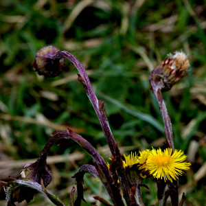 Photographie n°2527767 du taxon Tussilago farfara L. [1753]