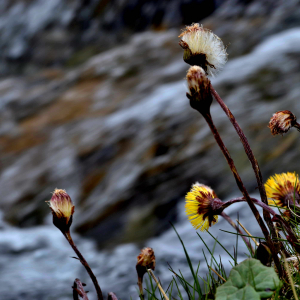 Photographie n°2527768 du taxon Tussilago farfara L. [1753]