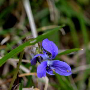 Photographie n°2527796 du taxon Viola ruppii F.W.Schmidt [1794]
