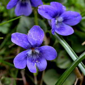 Photographie n°2527797 du taxon Viola ruppii F.W.Schmidt [1794]