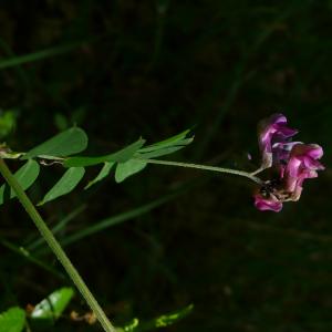 Photographie n°2527826 du taxon Lathyrus niger (L.) Bernh. [1800]