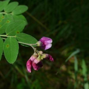 Photographie n°2527827 du taxon Lathyrus niger (L.) Bernh. [1800]