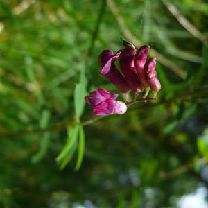 Photographie n°2527828 du taxon Lathyrus niger (L.) Bernh. [1800]