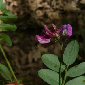 Photographie n°2527829 du taxon Lathyrus niger (L.) Bernh. [1800]