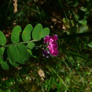 Photographie n°2527830 du taxon Lathyrus niger (L.) Bernh. [1800]