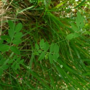 Photographie n°2527831 du taxon Lathyrus niger (L.) Bernh. [1800]