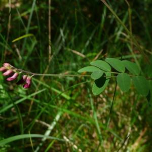 Photographie n°2527832 du taxon Lathyrus niger (L.) Bernh. [1800]