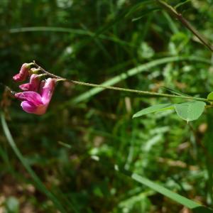 Photographie n°2527833 du taxon Lathyrus niger (L.) Bernh. [1800]