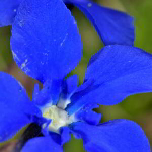 Photographie n°2527851 du taxon Gentiana verna L. [1753]