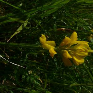 Photographie n°2527852 du taxon Genista sagittalis L.