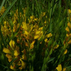 Photographie n°2527853 du taxon Genista sagittalis L.